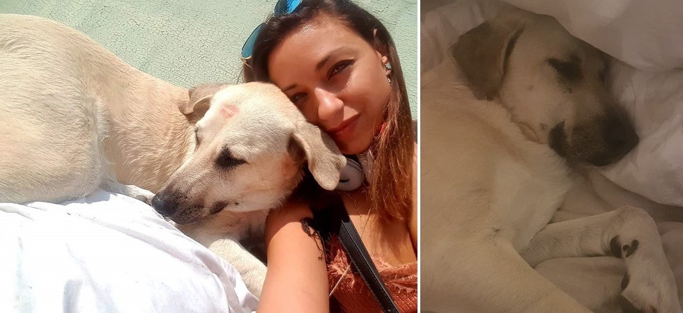 Aggrediti da un pitbull lasciato libero: “Ho avuto paura, il mio cane azzannato al collo è vivo per miracolo”
